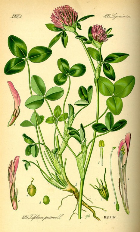 Rotklee Blüten bio